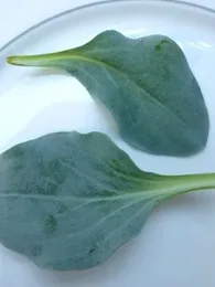 Plante Huître (Mertensia maritima) Plant