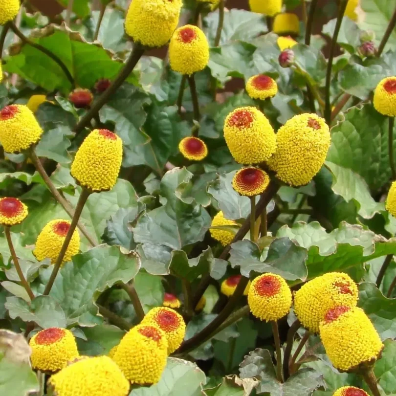Cresson de Pará / Brède mafane (Spilanthes acmella) Graines