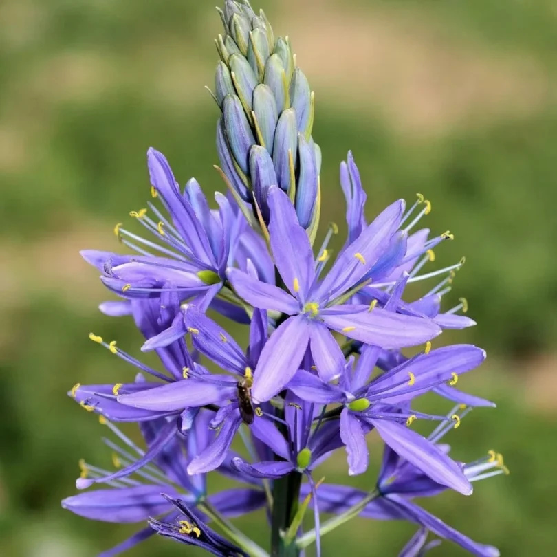 Jacinthe des indiens (Camassia quamash) Bulbes