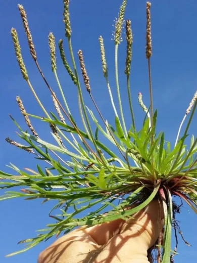 Plantain Corne de Cerf (Plantago coronopus) Graines