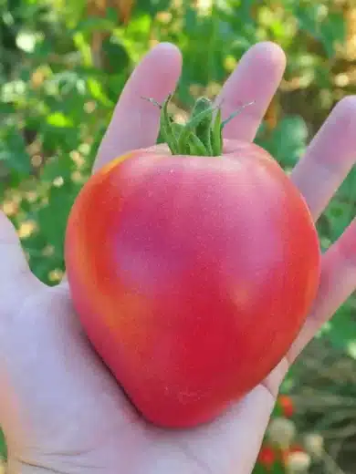 Tomate 'Coeur de Boeuf' (Variété véritable) Graines