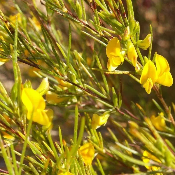 Aspalathus linearis (Rooibos) Graines rares