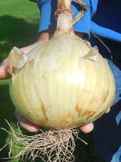 Oignon géant 'Ailsa Craig' (Variété de concours) Graines