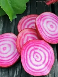 Betterave de Chioggia (Beta vulgaris 'Chioggia') Graines
