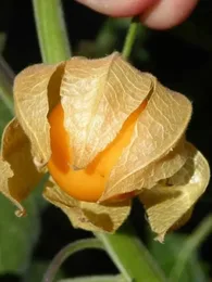 Physalis Coqueret du Pérou (Physalis peruviana) Graines