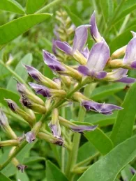 Réglisse (Glycyrrhiza glabra) Graines