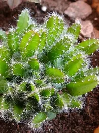 Fruit du Dragon (Hylocereus undatus) Plant