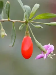 Goji du Tibet (Lycium barbarum) Graines