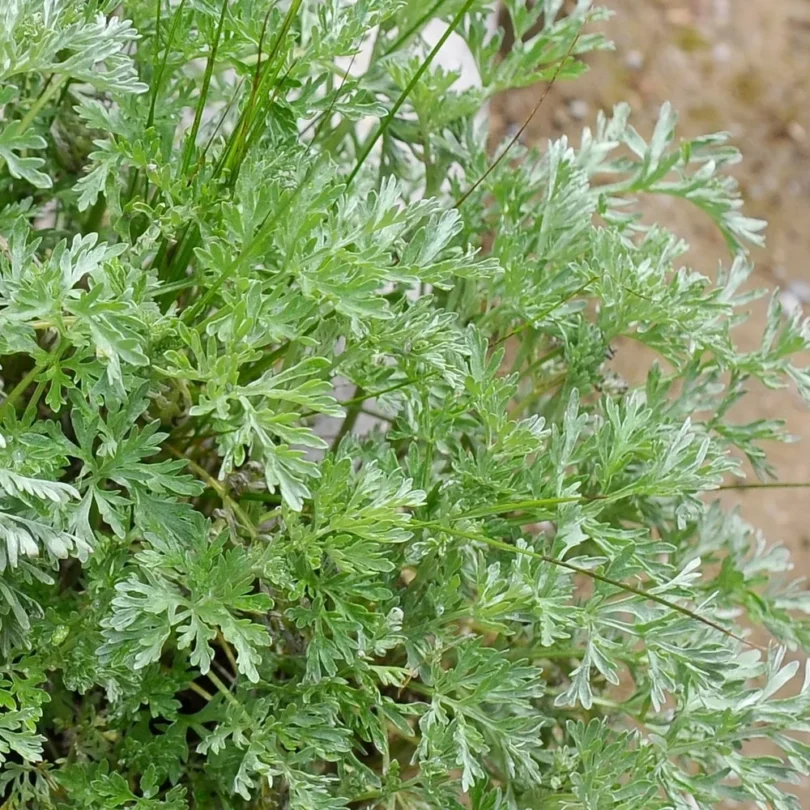 Absinthe (Artemisia absinthium) Graines