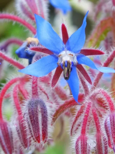 Bourrache officinale (Borago officinalis) Graines