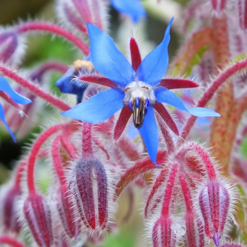 Bourrache officinale (Borago officinalis) Graines