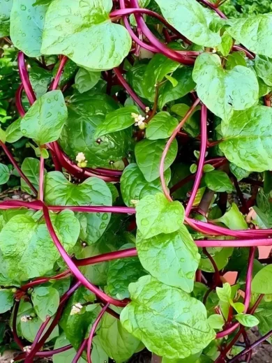 Epinard de Malabar (Basella rubra) Graines