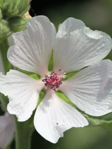 Guimauve (Althaea officinalis) Graines