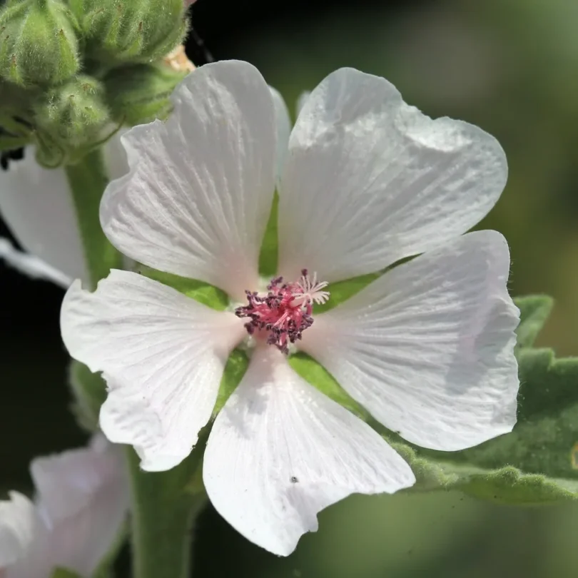 Guimauve (Althaea officinalis) Graines
