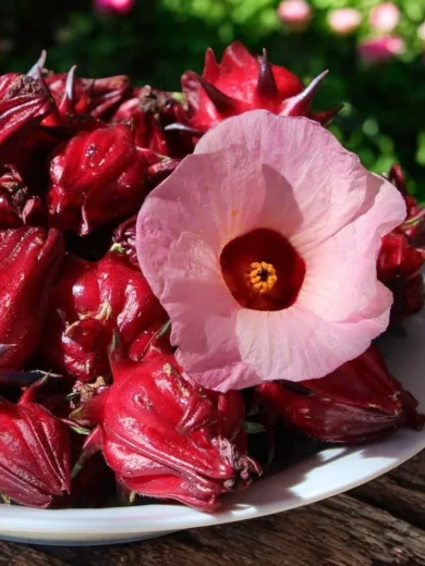 Hibiscus sabdariffa (Roselle, Bissap, Karkadé) Graines