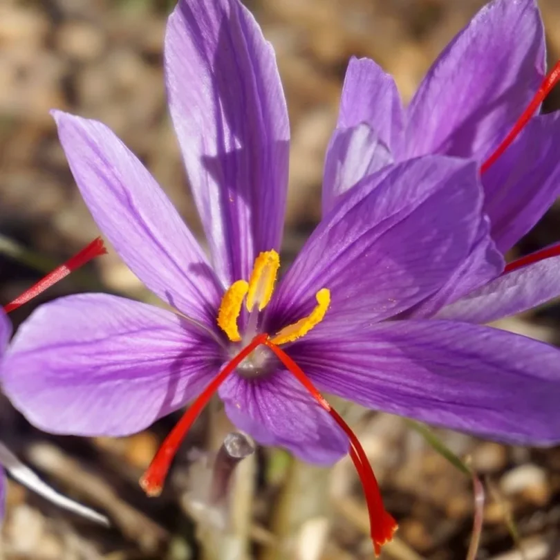 Crocus à Safran (Crocus sativus) Bulbes BIO – Calibre 7-8