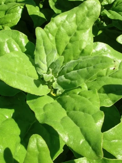 Tétragone cornue (Tetragonia tetragonioides) Graines