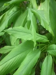 Curcuma, Safran des Indes (Curcuma longa) Plant