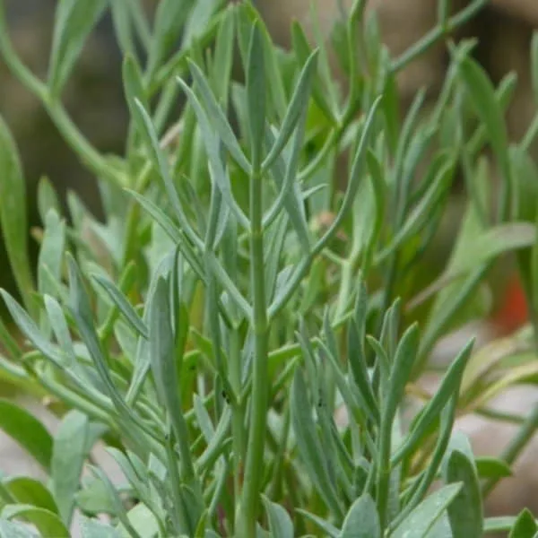 Criste Marine (Crithmum maritimum) Plant