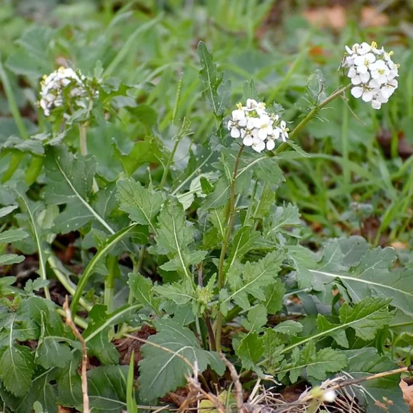 Roquette Blanche Sauvage (Diplotaxis erucoides) Graines