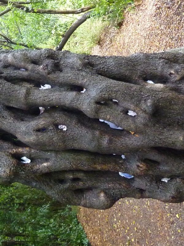 Phillyrea latifolia alsagarden (2)
