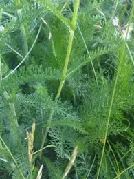Achillée Millefeuille (Achillea millefolium) Graines