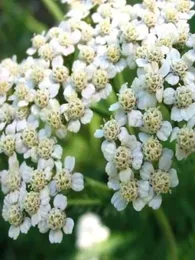 Achillée Millefeuille (Achillea millefolium) Graines
