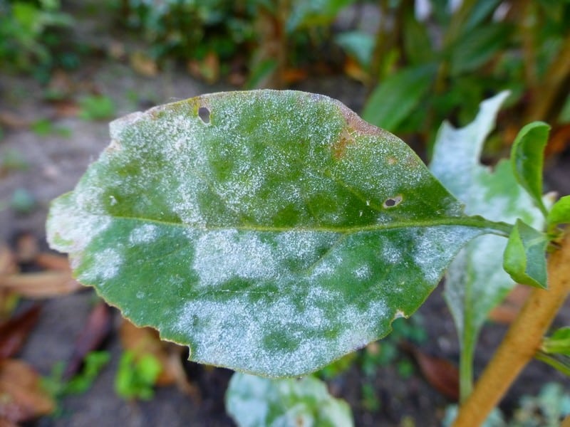 oïdium - blog alsagarden (3)