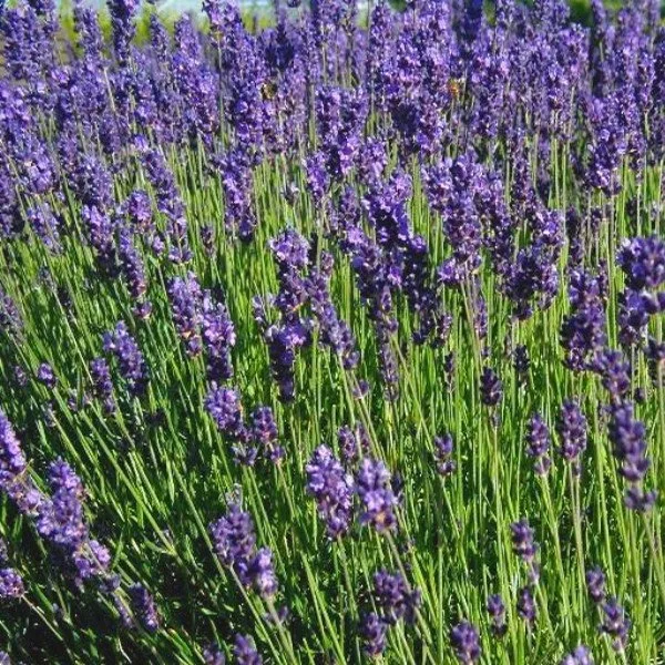 Lavande officinale (Lavandula angustifolia) Graines
