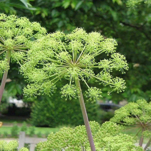 Angélique officinale (Angelica archangelica) Graines