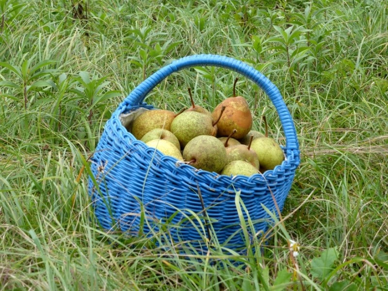 Le Nashi (Pyrus pirifolia) De la plantation à la récolte