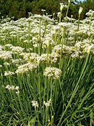 Ciboulette Chinoise (Allium tuberosum) Graines