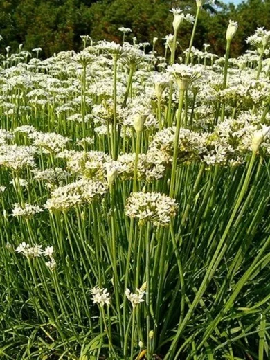 Ciboulette Chinoise (Allium tuberosum) Graines