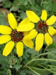 Berlandiera lyrata (Fleur chocolat) Graines