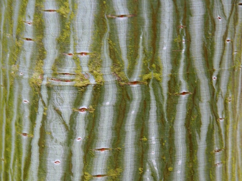 Écorces  Entre art et botanique 5