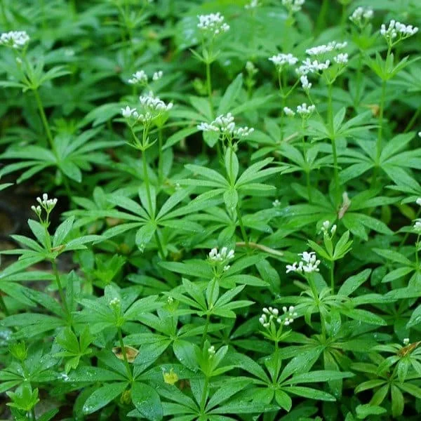Galium odoratum "Aspérule odorante" Graines