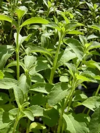 Stevia rebaudiana (Stevia) Graines