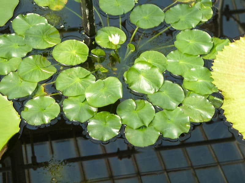 Nymphaea thermarum Un rarissime nénuphar nain volé à Kew Gardens (1)