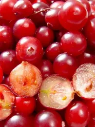 Cranberry "Canneberge" (Vaccinium macrocarpon) Plant