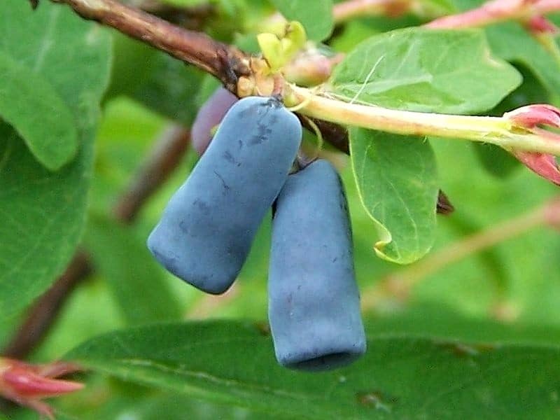 Le camerisier, un chèvrefeuille méconnu aux fruits comestibles ! (1)