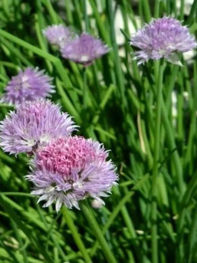 Ciboulette (Allium schoenoprasum) Graines