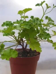 Géranium odorant 'Citronella' (Parfum Citron) Plant