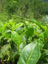 Arbre à Thé, Théier (Camellia sinensis) Plant