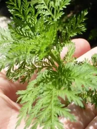 Artemisia annua (Armoise annuelle, véritable) Plant