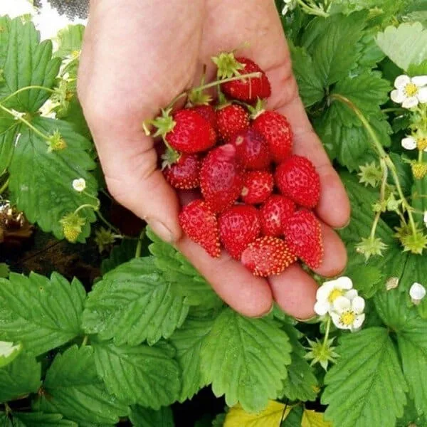 Fraise des bois 'Alexandria' Graines