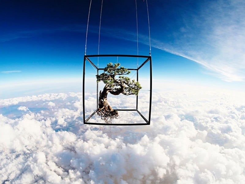 EXOBIOTANICA −BOTANICAL SPACE FLIGHT (2)