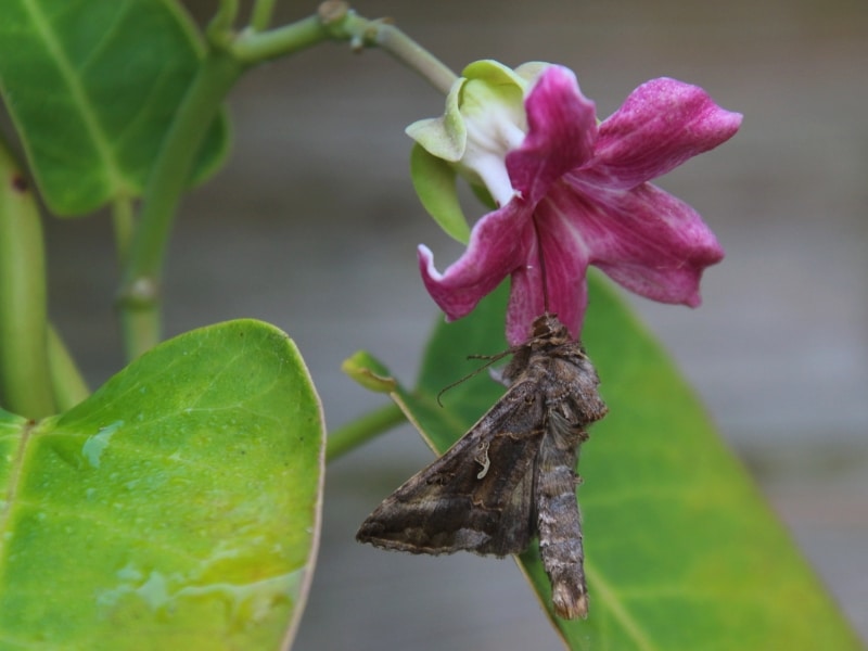 Araujia sericifera, plante cruelle (1)
