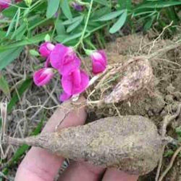 Châtaigne de terre (Lathyrus tuberosus) Graines