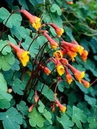 Capucine tubéreuse (Tropaeolum tuberosum) Bulbes rares