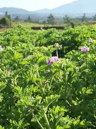 Géranium odorant 'Rosat' (Parfum de rose) Plant
